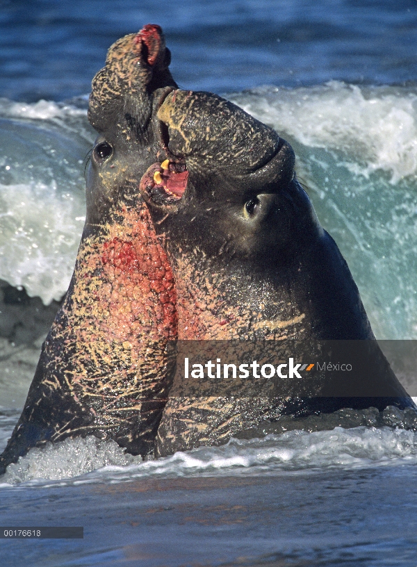 Elefante marino (Mirounga angustirostris) norte dos toros luchando en el surf, California