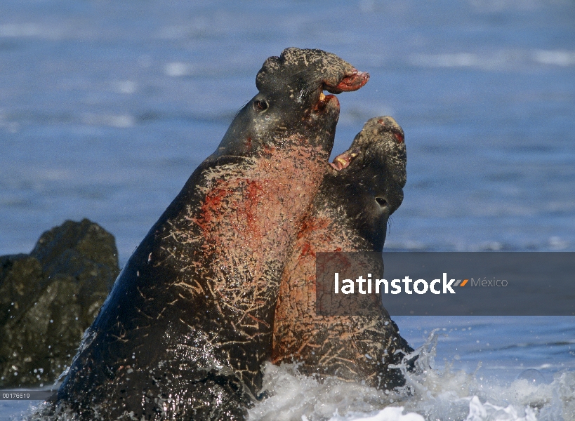 Elefante marino (Mirounga angustirostris) norte dos toros luchando en el surf, California