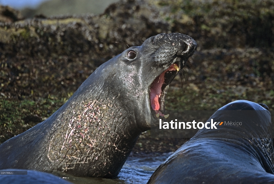 Elefante marino (Mirounga angustirostris) norte dos toros luchando en las aguas poco profundas, Cali