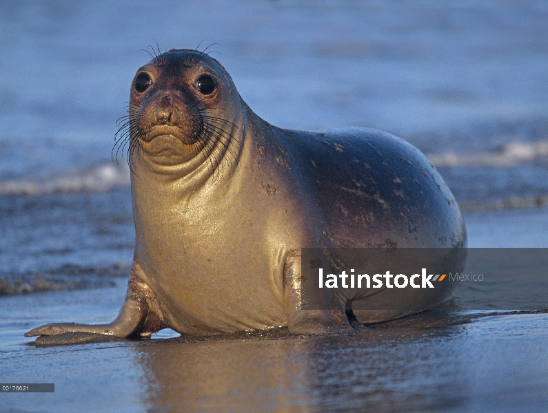 Hembra de elefante marino (Mirounga angustirostris) norte tendido en la playa, California