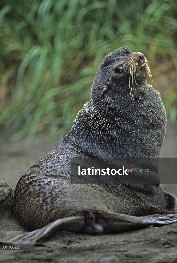 Norte lobo marino (lobos marinos ursinus) en la playa