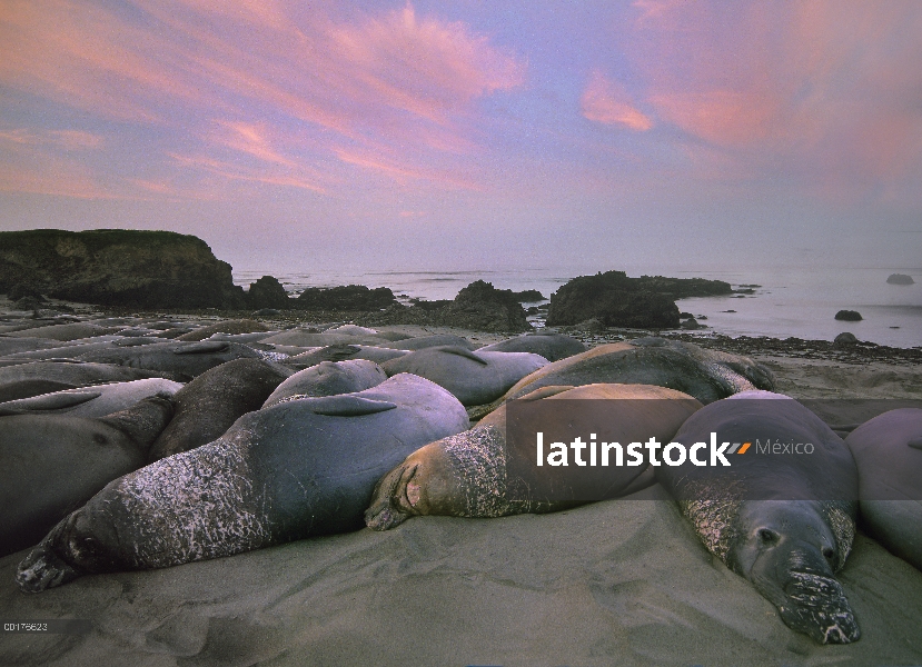 Sello de elefante norteño (angustirostris de Mirounga) grupo tendido en la playa, punto de Piedra Bl