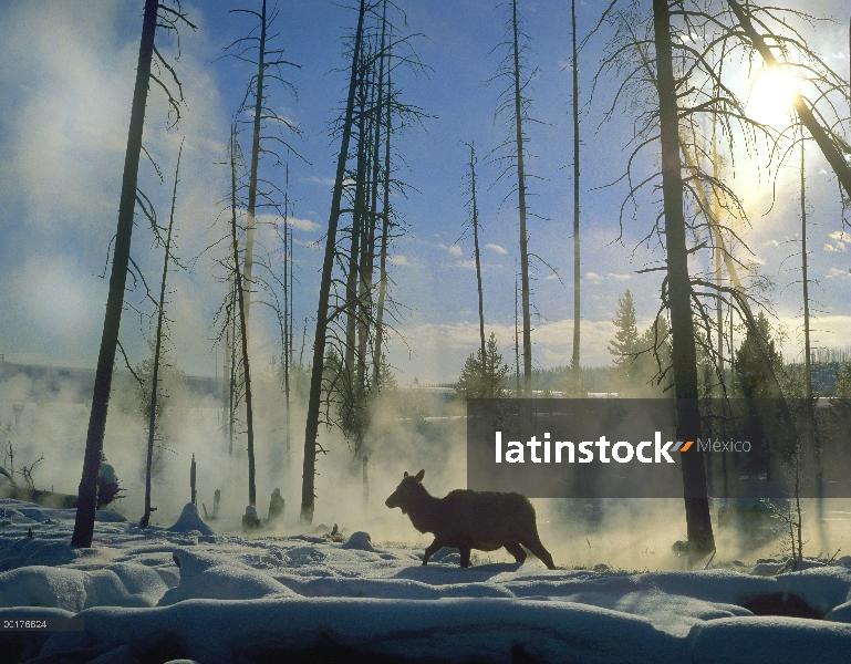 Elk (Cervus elaphus) mujer en la nieve con vapor de las cercanas aguas termales, Parque Nacional de 