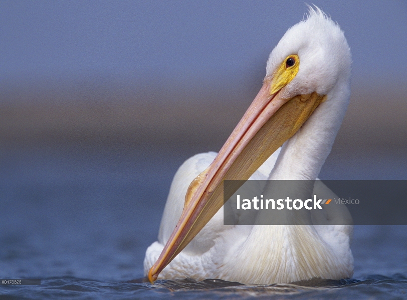 Pelícano blanco americano (Pelecanus erythrorhynchos), América del norte