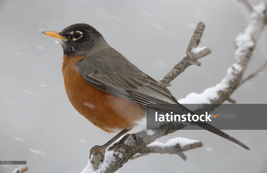 American Robin (Turdus migratorius) percha en tormenta de nieve, América del norte