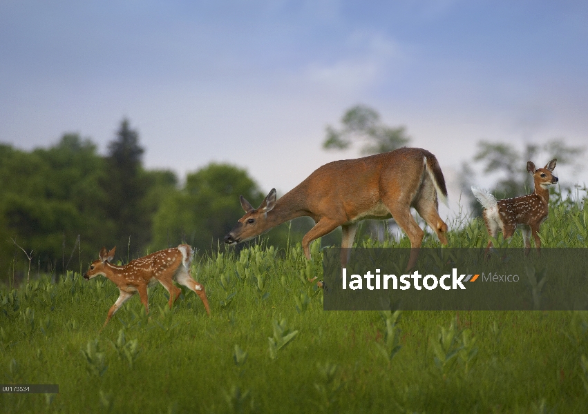 Doe de venado de cola blanca (Odocoileus virginianus) y cervatillos caminando en un campo, América d