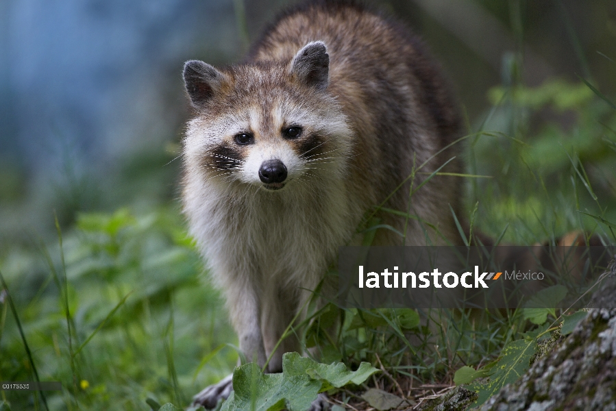 Mapache (Procyon lotor) en el bosque, América del norte