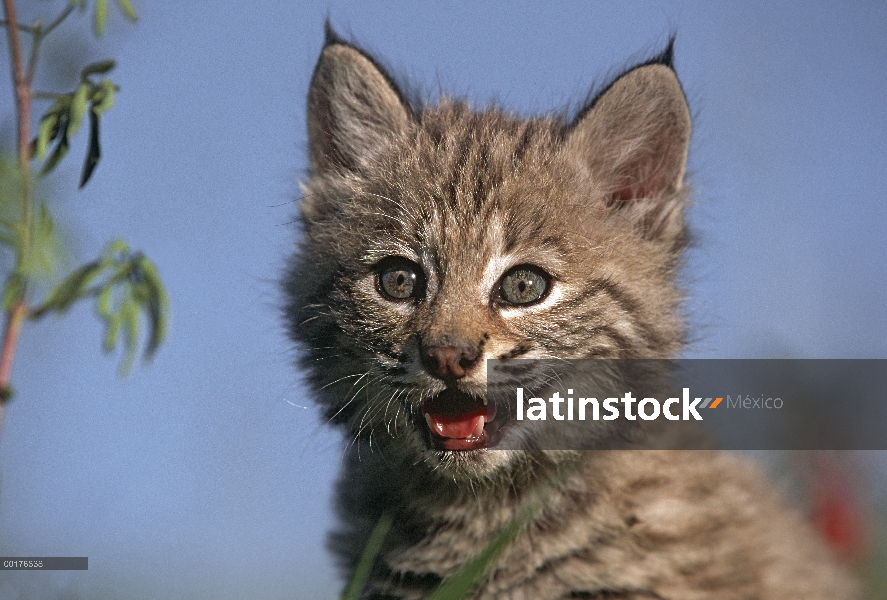 Gatito de Bobcat (Lynx rufus), América del norte