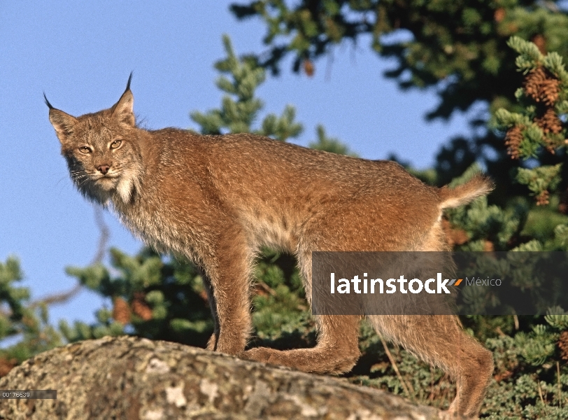 Lince del Canadá (Lynx canadensis) escalada en roca, América del norte