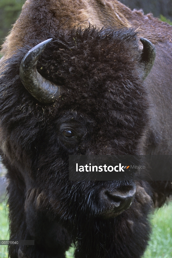 Bisonte americano (Bison bison), América del norte