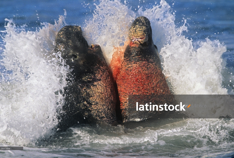 Sello de elefante norteño (angustirostris de Mirounga) toros luchando en el surf por la dominación, 