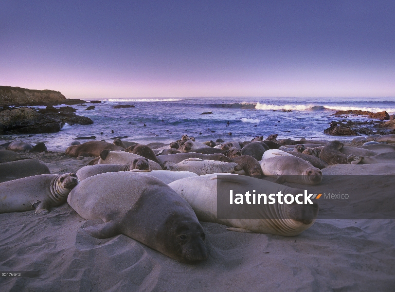 Juveniles de elefante marino (Mirounga angustirostris) norte en la playa, punto de Piedras Blancas, 