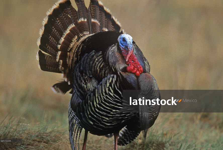 Macho de pavo salvaje (Meleagris gallopavo), América del norte