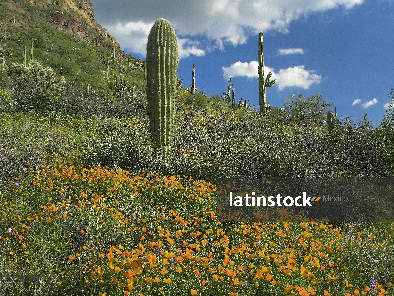 California Poppy (Eschscholzia californica) y cactus Saguaro (Carnegiea gigantea), órgano de la pipa