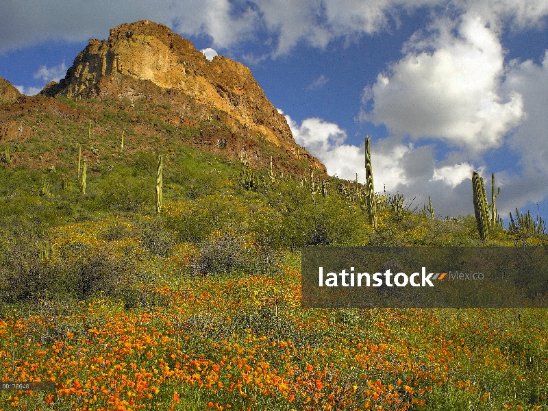 California Poppy (Eschscholzia californica) y cactus Saguaro (Carnegiea gigantea), órgano de la pipa