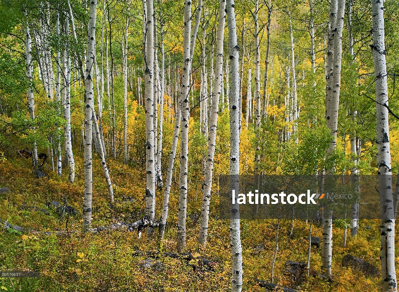 Quaking Aspen (Populus tremuloides) bosque, Colorado