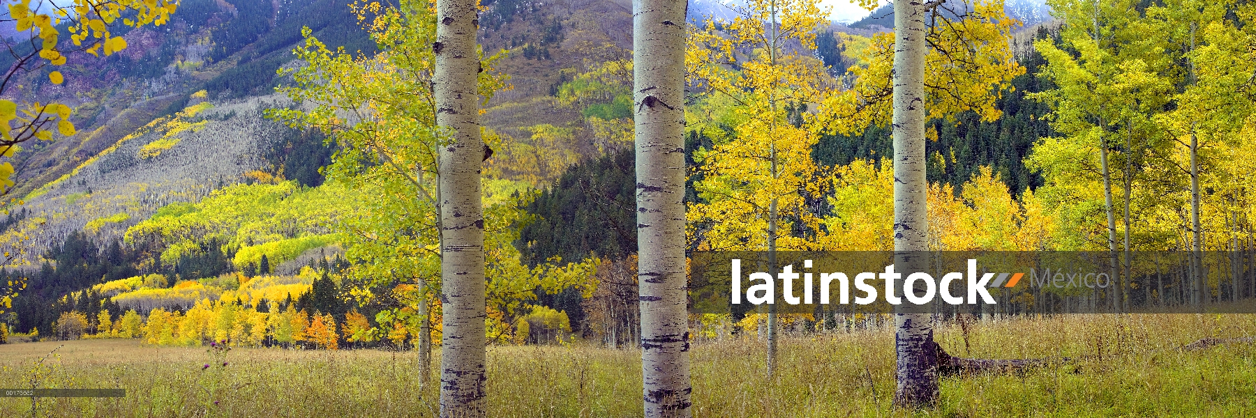 Quaking Aspen (Populus tremuloides) grove en otoño, Colorado