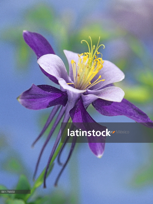 Columbine azul de Colorado (Aquilegia caerulea) cerca de la floración, América del norte