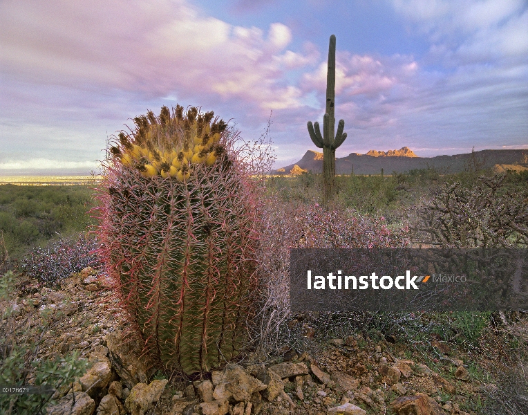 Sahuaro (Carnegiea gigantea) y gigantes Cactus de barril (Ferocactus diguetii) con Pantera y Safford