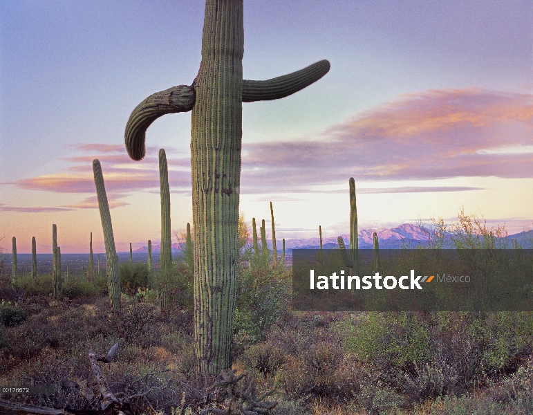 Campo de cactus Saguaro (Carnegiea gigantea) con Sierrita montañas en el fondo, el Parque Nacional S