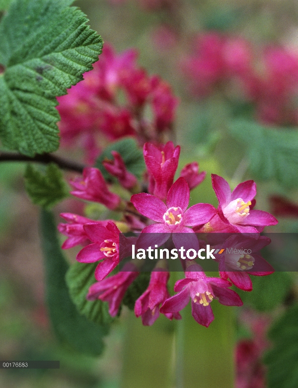 Grosella de Redflower (Ribes sanguineum) cerca de la floración, América del norte