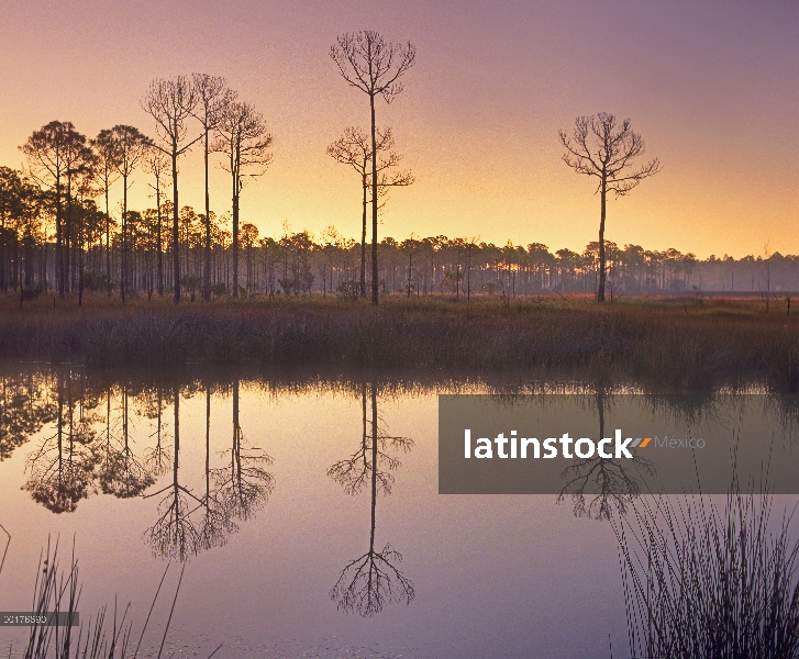 Pineland en Piney Point cerca Cove, Florida de Hagen