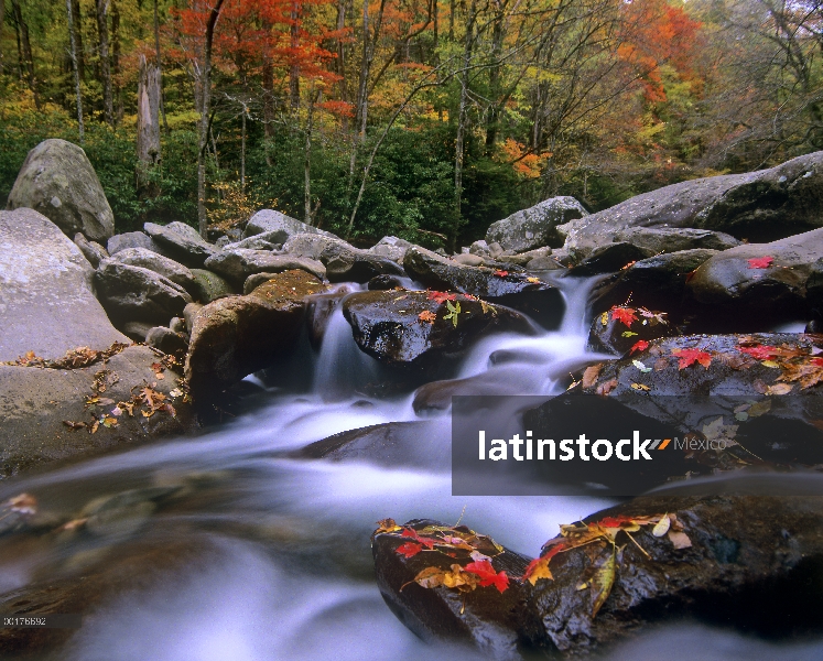 Pigeon Forge en cascada entre rocas y coloridas hojas de arce, Parque nacional Great Smoky, Tennesse