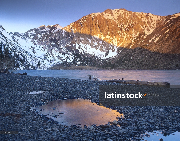 Laurel de montaña con nieve con vistas al lago condenado, Sierra Nevada, California