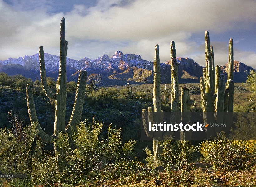 Cactus Saguaro (Carnegiea gigantea) y montañas de Santa Catalina, Arizona