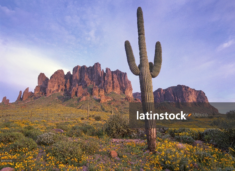 Cactus Saguaro (Carnegiea gigantea) y California incienso (Encelia californica) en el Parque Estatal