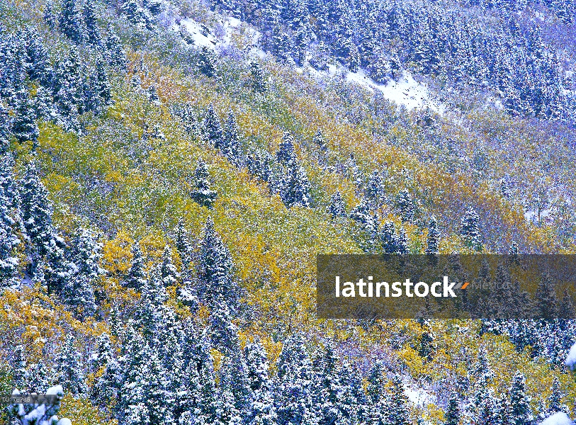 Álamo y abetos árboles con nieve, Parque Nacional de Rocky Mountain, Colorado