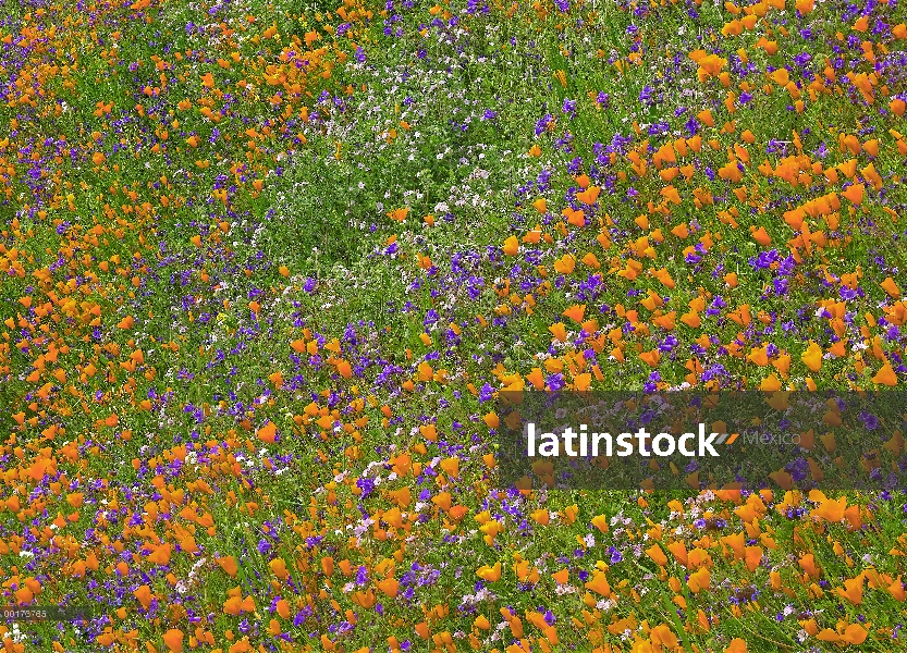 California Poppy (Eschscholzia californica) y desierto Bluebell (Phacelia campanularia) alfombras un