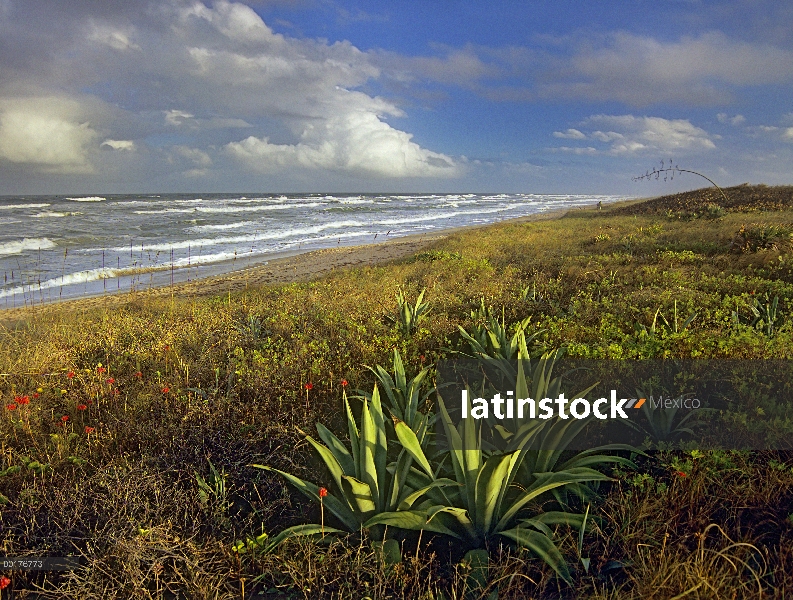 Playa de Apolo en el Canaveral National Seashore, Florida