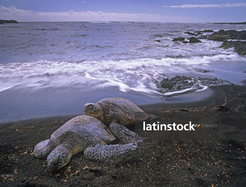 Par de tortuga verde (Chelonia mydas) en la playa de arena negra, Hawaii