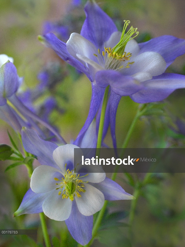 Columbine azul de Colorado (Aquilegia caerulea) cerca, flor, Colorado del estado