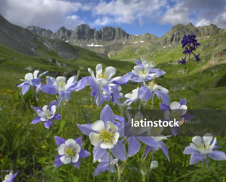 Prado de Colorado azul Columbine (Aquilegia caerulea) en la cuenca del americano, Colorado