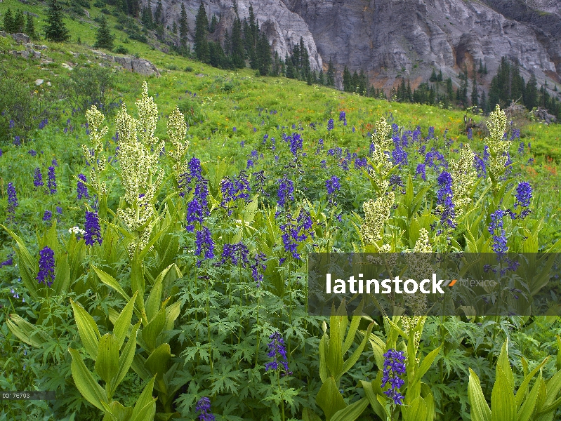 Flores de Delphinium (Delphinium staphisagria) en pradera bajo el pico del Potosí, Yankee Boy cuenca