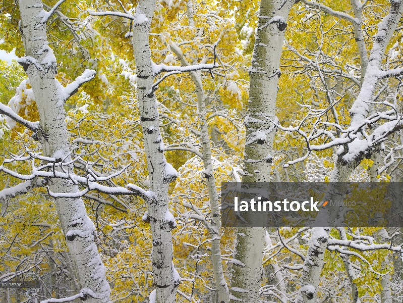 Quaking Aspen (Populus tremuloides) árboles cubiertos de nieve cerca de paso de Kebbler, bosque del 