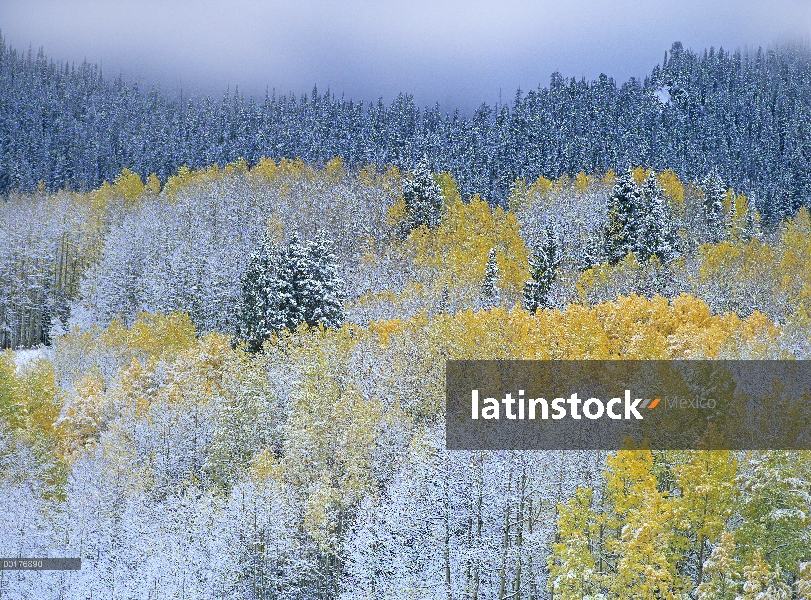 Quaking Aspen (Populus tremuloides) y Piceas (Picea sp) con nieve fresca, Parque Nacional de Rocky M