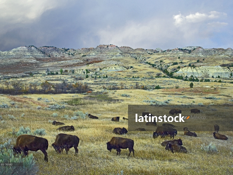 Bisonte americano (bisonte del bisonte) rebaño de pastoreo en praderas Prairie cerca punto de escori