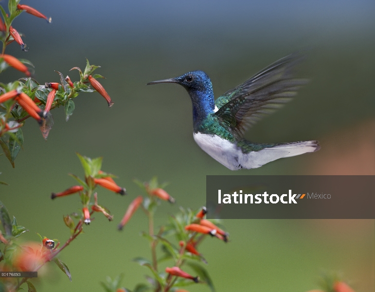 Blanco-necked Jacobin (Florisuga mellivora) colibrí macho forrajeo, Costa Rica