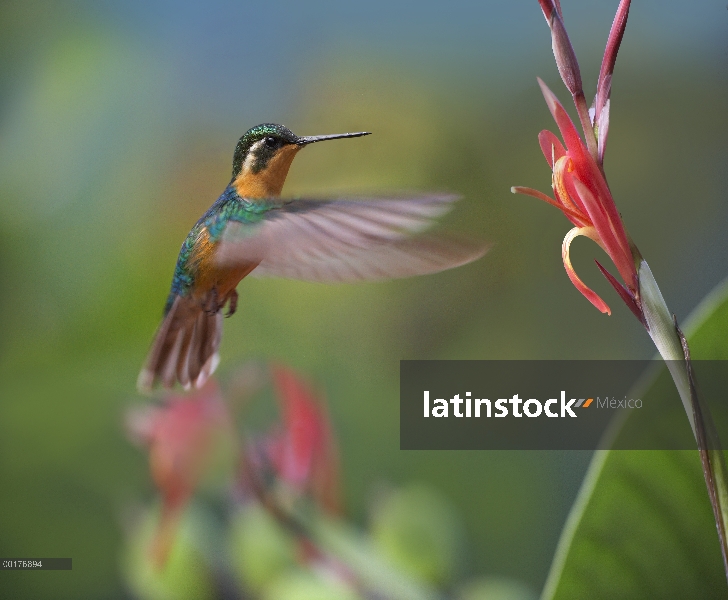 Cola gris montaña gema (Lampornis cinereicauda) Colibrí hembra alimentándose, Costa Rica