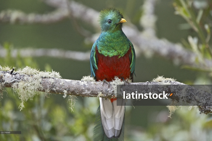 Hombre resplandeciente Quetzal (Pharomachrus mocinno), Costa Rica