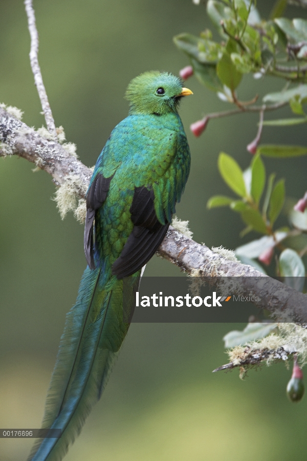 Hombre resplandeciente Quetzal (Pharomachrus mocinno), Costa Rica