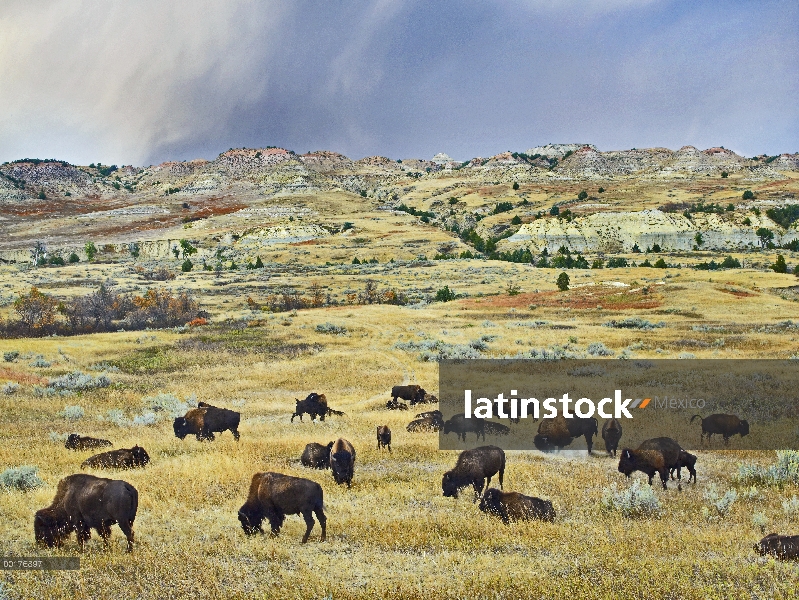 Bisonte americano (bisonte del bisonte) rebaño de pastoreo en praderas Prairie cerca punto de escori