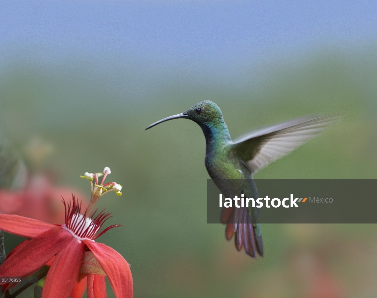 Green-breasted Mango (ave prevostii) colibrí macho alimentándose, Costa Rica