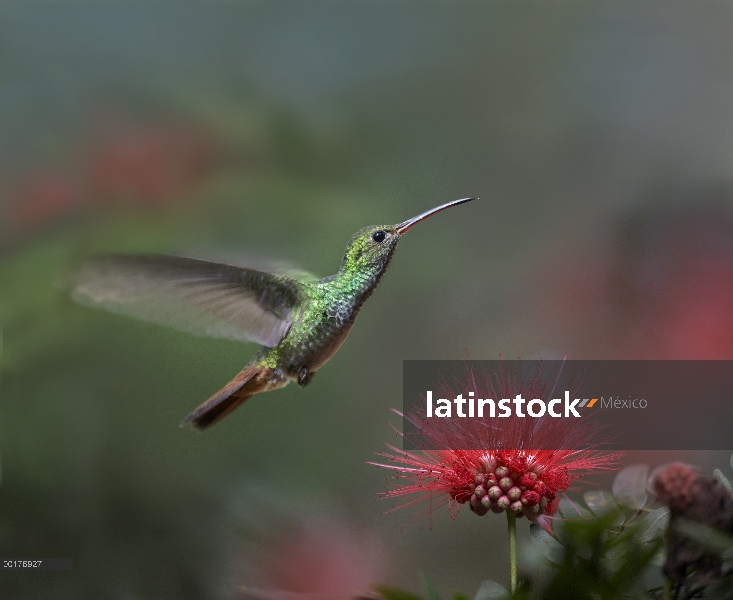 Cola de rufous Hummingbird (Amazilia tzacatl) en flor de hadas plumero (Calliandra sp), Costa Rica