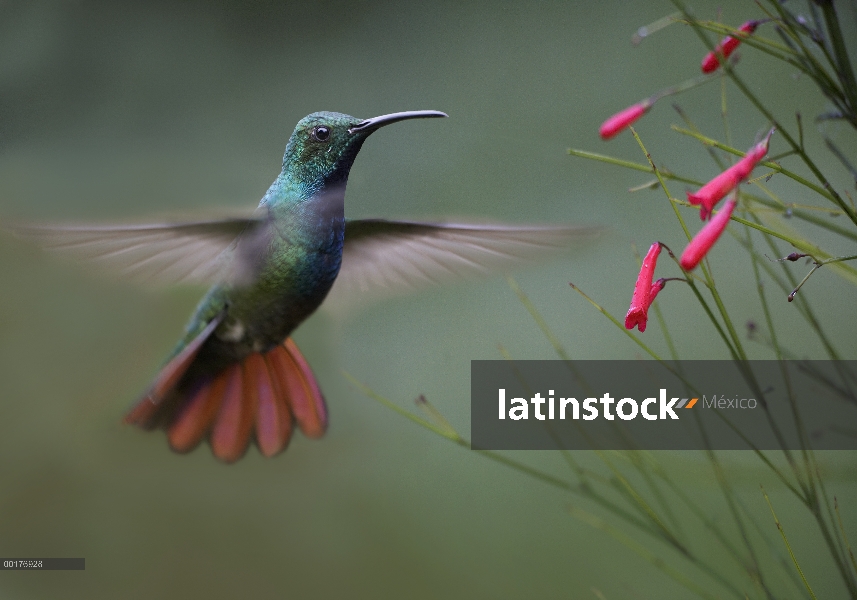 Green-breasted Mango (ave prevostii) colibrí macho rondando, Costa Rica