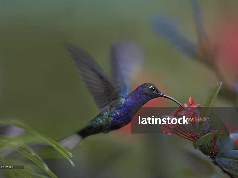 Violeta Colibrí ala de sable (Campylopterus hemileucurus) alimentación, Costa Rica