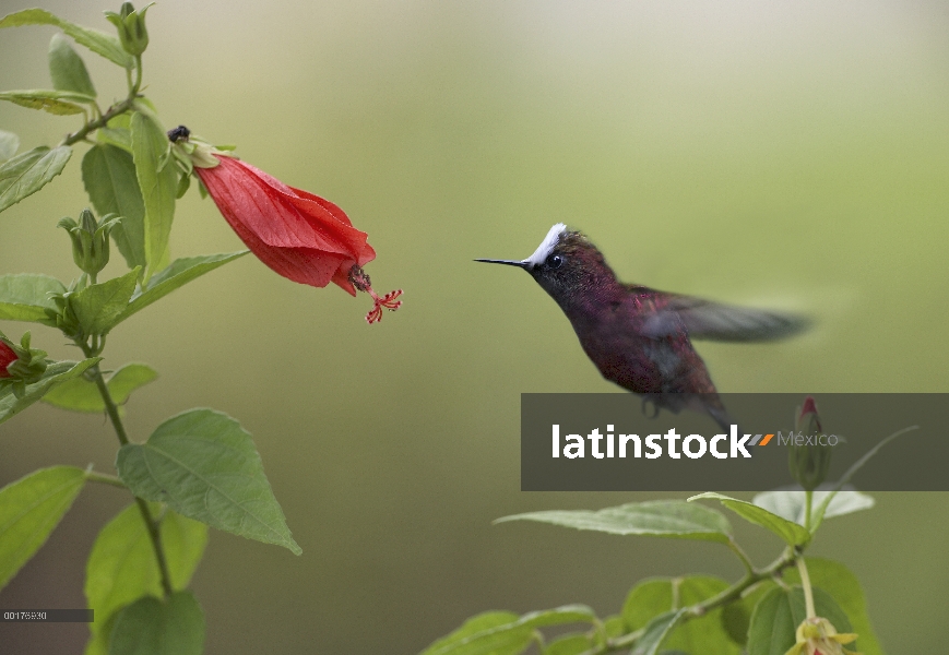 Hombre Colibrí Ventisquero (Microchera albocoronata) alimentación, Costa Rica